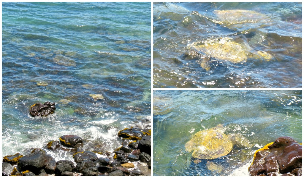 PicMonkey Collageturtles